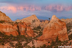 Capitol Reef Lone Ponderosa 060925 0884