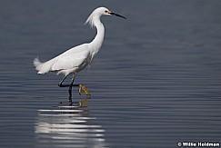 White Egret Utah Lake 042320 8671