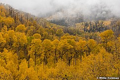 Rich Yellow Aspens 100921 1916