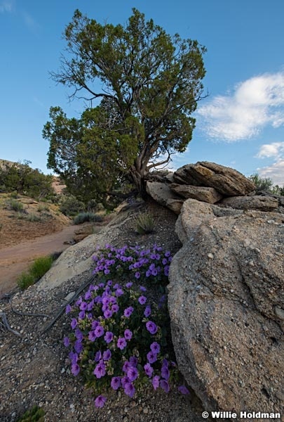Purple Desert Wildflowers 052323 8642