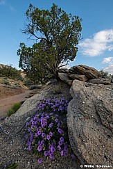 Purple Desert Wildflowers 052323 8642