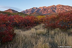 Timpanogos Scrub Oak 101116 3694 3