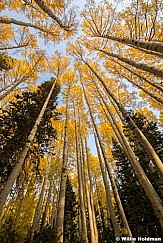 Look Upward Golden Aspens 092821 5078