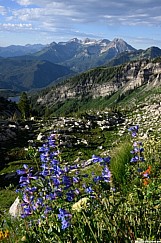 Beardtoungue Timpanogos American Fork Canyon 2247