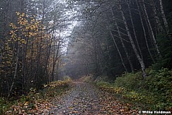 Road Forest fFog 110614 7541 4