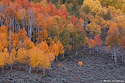 Twodeeraspens100111 925