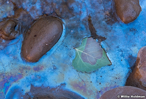 Decaying Cottonwood Leaf 060624 3980