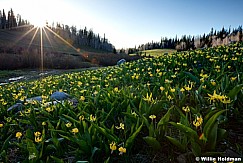 Glacier Lillies 053013