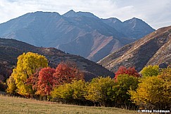 Timpanogos Autumn Color 100820 5429 4