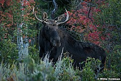 Autumn Wasatch Moose 092222 8053