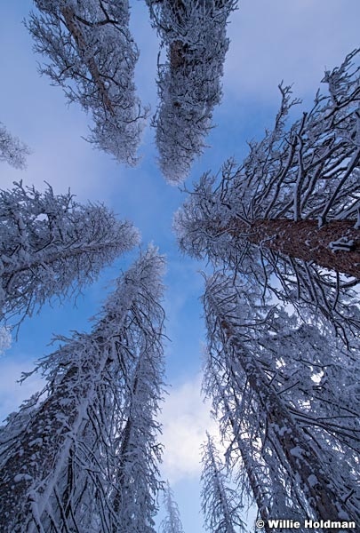 Heavenly Frosty Pines 123118 6