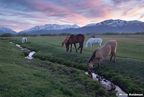 Heber Horses Sunset Spring 042819 7369