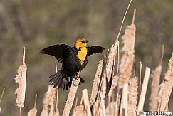 Yellow headed blackbird wings 050821 6696 4