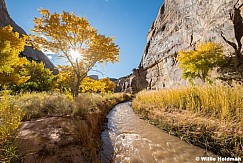Sunburst Cottonwood Fremont River 103024 6327
