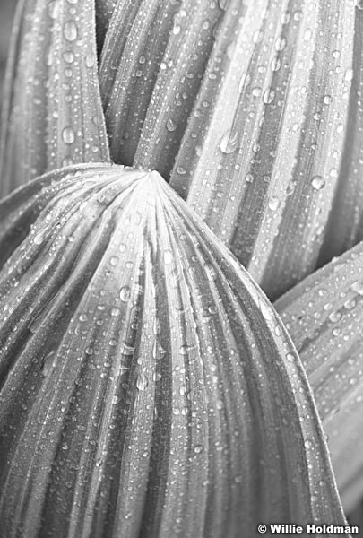 Skunk Cabbage Detail BW063019 7810 2