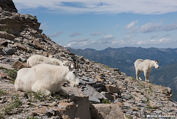 Goat Timpanogos 071715 0115 3