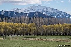 Tree Rows Charleston Utah 042322 2107