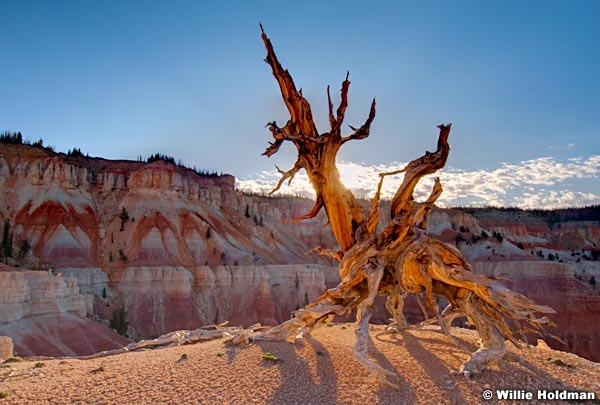 cedarbreaksdino071410