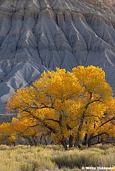 Yellow Cottonwood Cainville 110125 2566 4