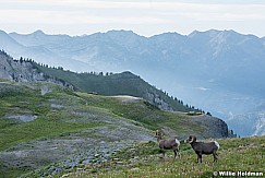 Timpanogos BigHorn Sheep 0723 0760 2