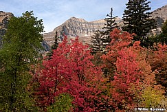Autumn Maples Timp 092016 4265 4