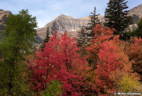 Autumn Maples Timp 092016 4265 4