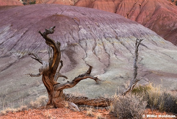 Twisted Old Juniper 042926 5495