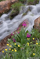 Streamside wildflowers 080619 7868 3