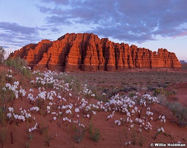 Red Rock Primrose 050714