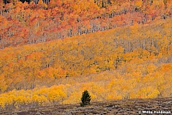 Lone Pine Orange Red Aspens 100521 9910