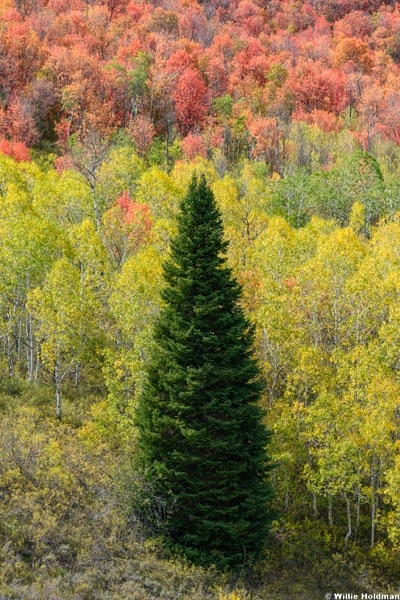 Lone Pine Aspen Maple Color 092426 8464