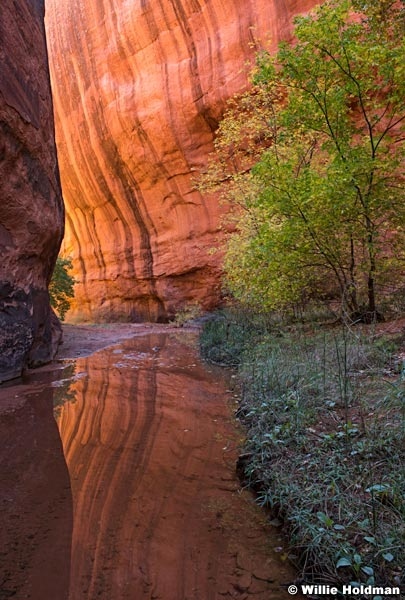 Trees Narrow Escalante 110616 2298 3