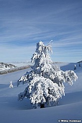 Frostypinesdeervalley8122410 434