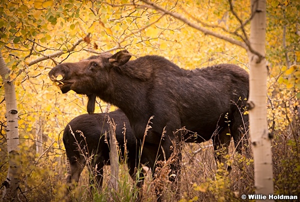 Moose Calf 101514 4573 2 2