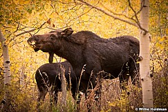 Moose Calf 101514 4573 2 2