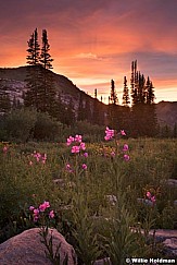 Fireweed Sunset 041918 2 3 2