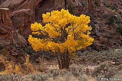 Golden Cottonwood 103124 6559
