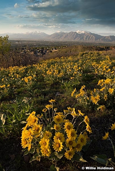 Payson Yellow Flowers 032116 1040 2