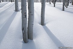 Winter Aspens 021421 2307 4