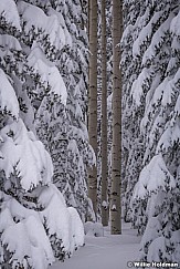 Forest Aspen Trunks 031319 0190