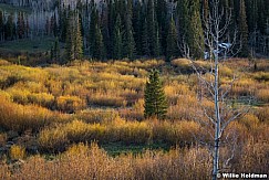 Lone Aspen Tree Reeds 052402 2410