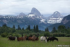 Horsesinpasturetetons071911 1888