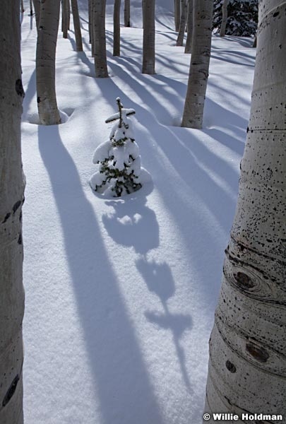 Pine Tree Shadow 041312 33