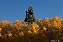 pineabovetheres092010 1512