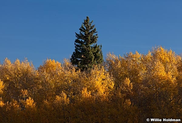 pineabovetheres092010 1512