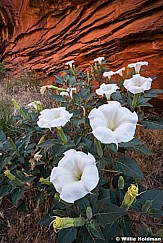 Datura Flowers Escalante 060816 2 4