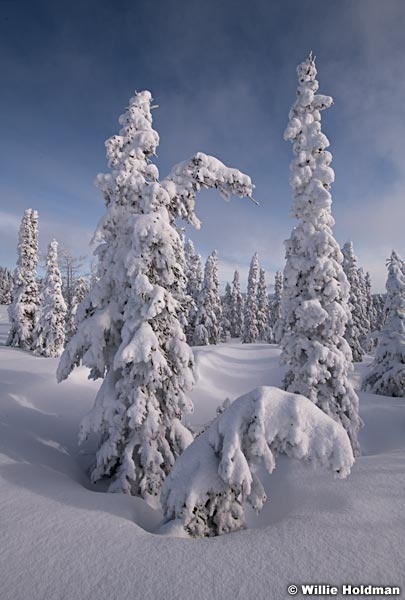 Fresh Frost Pines 030618 4293
