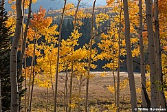 Glowing Autumn Aspens 092721 4440