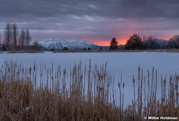 Timpanogos Rays Cattails 031108 5157