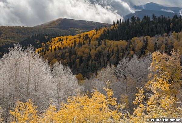 Snow Dusting Bright Yellow 100921 1860